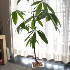 パキラ　３年もの