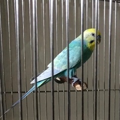 セキセイインコ♂