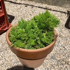 岩松（イワヒバ）