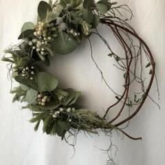 ユーカリ　切り枝の画像