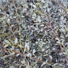 ユーカリ　切り枝の画像