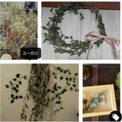 ユーカリ　切り枝の画像