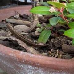 ユーカリ　切り枝の画像