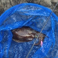 釣り友達募集