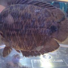 終了！熱帯魚　レオパードクテノポマ　13センチ🐟