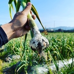 さかした農園　にんにく　SAKAVEGE
