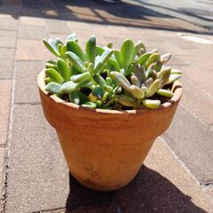 多肉植物の画像