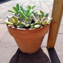 多肉植物の画像