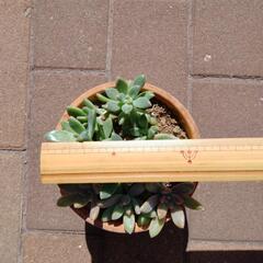 多肉植物の画像