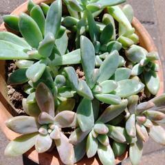 多肉植物の画像