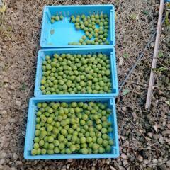 梅（品種は不明）　1ｋｇ当たりの値段です。