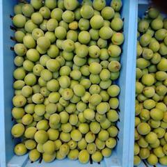 梅（品種は不明）　1ｋｇ当たりの値段です。の画像