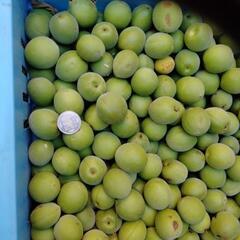 梅（品種は不明）　1ｋｇ当たりの値段です。の画像