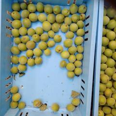 梅（品種は不明）　1ｋｇ当たりの値段です。の画像