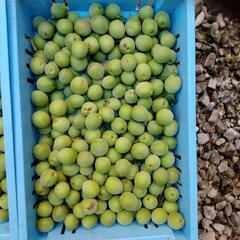 梅（品種は不明）　1ｋｇ当たりの値段です。の画像