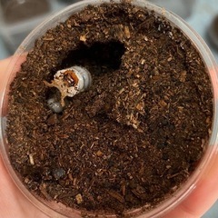 エゾミヤマクワガタの幼虫(大歯型)の画像