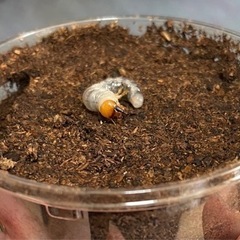エゾミヤマクワガタの幼虫(大歯型)の画像