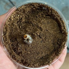 アカアシクワガタの幼虫の画像