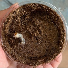 アカアシクワガタの幼虫の画像