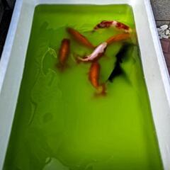 グリーンウォーターの画像