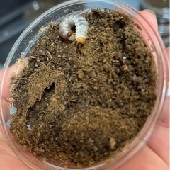 コクワガタの幼虫の画像