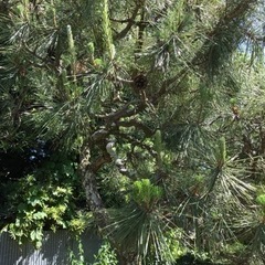 幹に苔が生えていて、風情があります。2の画像