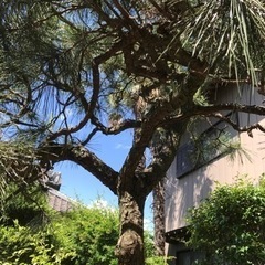 幹に苔が生えていて、風情があります。2の画像