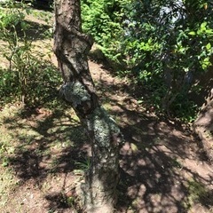 幹に苔が生えていて、風情があります。2の画像