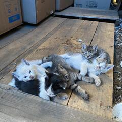 子猫の里親募集