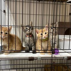 保護猫＆保護犬ボランティアさん募集中！！