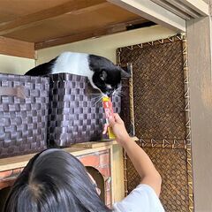 保護猫＆保護犬ボランティアさん募集中！！ - 尼崎市