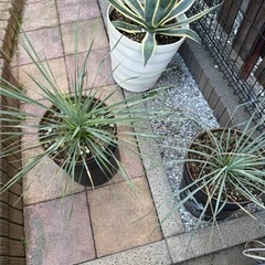 アガベ　斑入りアメリカーナ大株　ロストラータセットの画像