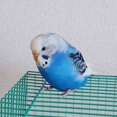 里親募集 − 長崎県
