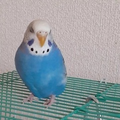 里親募集 - 里親募集