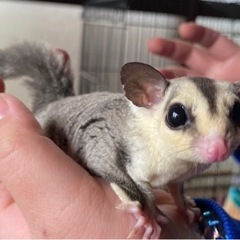 フクロモモンガ  
