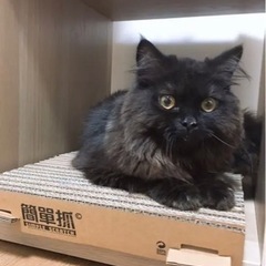 猫　爪研ぎ　つめとぎ　おもちゃ　ペットの画像