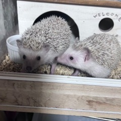 ハリネズミの姉妹の里親さんを探しております。