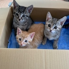 3匹の保護猫