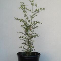 ①シマトネリコ  3本立ち  樹高72cm