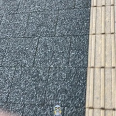 ポケモンGO 黄金ルアー炊ける方募集中 - 藤沢市
