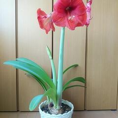 アマリリスの鉢二つの画像