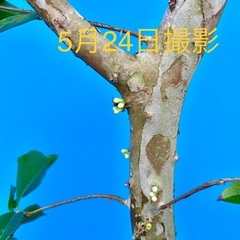 ジャボチカバ　特選　四季なり植木の画像