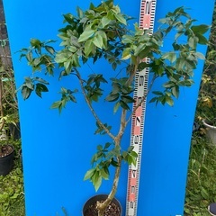 ジャボチカバ　特選　四季なり植木の画像