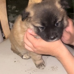 里親募集　中型犬雑種メス　4月6日生まれ　生後１〜2ヶ月