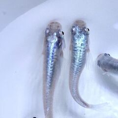 鉄仮面フルボディー3匹、白めだか３匹　いづれも成魚の画像
