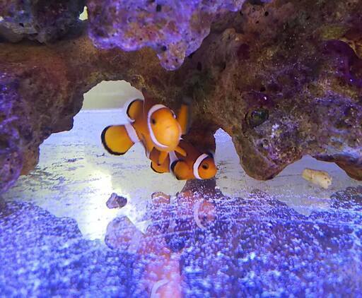 海水魚水槽一式　90cmオーバーフロー水槽　カクレクマノミなど生体付き　