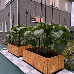 今季も再販開始　向日葵　コングから採った種　50粒〜