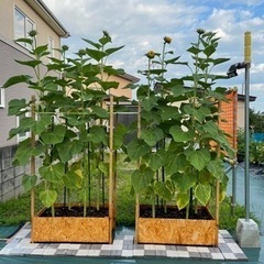 今季も再販開始　向日葵　コングから採った種　50粒〜の画像