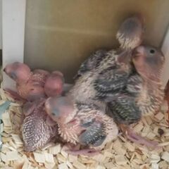 セキセイインコの雛 