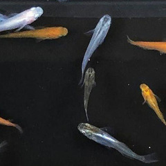 ミックスメダカの成魚　１０匹　